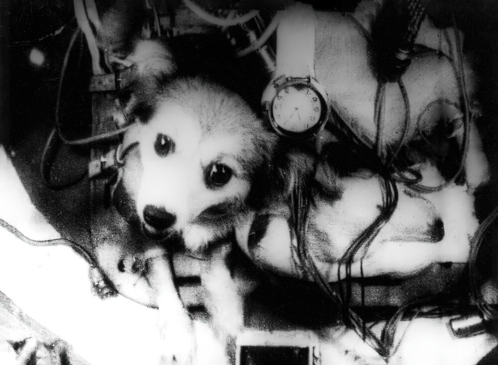 Собаки в условиях невесомости.