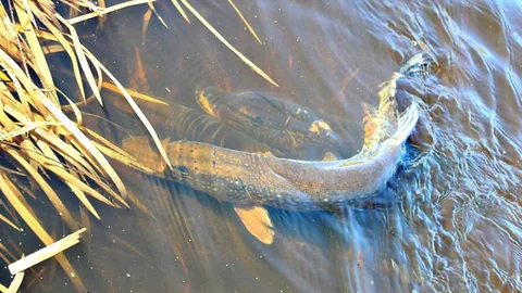 Фото с сайта: https://vtu.fish.gov.ru/upload/iblock/120/clrfiaydv2kfq1alhlrijdg8r1262mgu.jpg