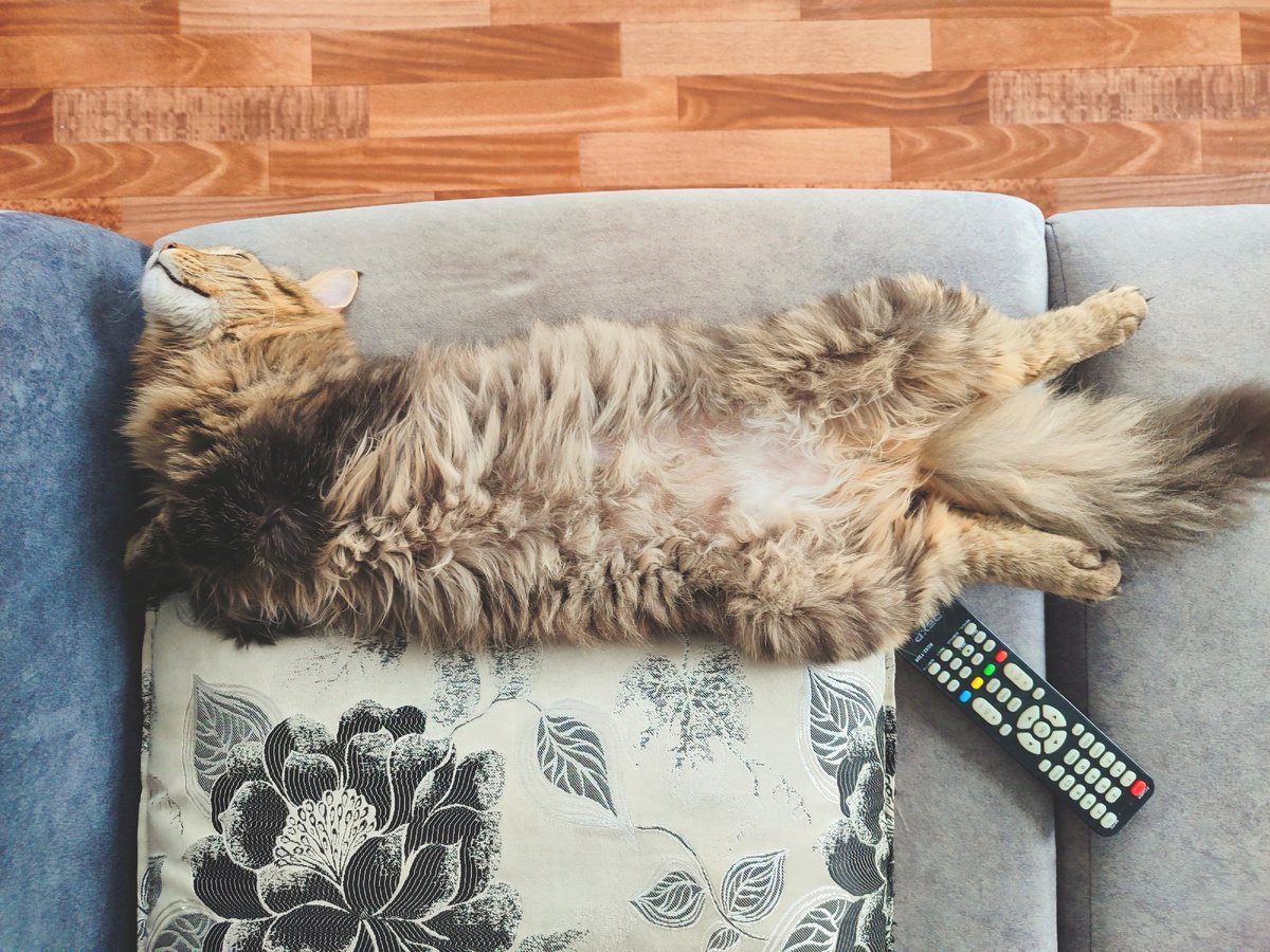 Кот Мася. Отдыхает