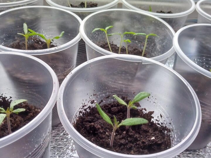 Если всходы тонкие, полегают, чахнут: что мы делаем не так - 3 неявные причины. Агрономы советуют