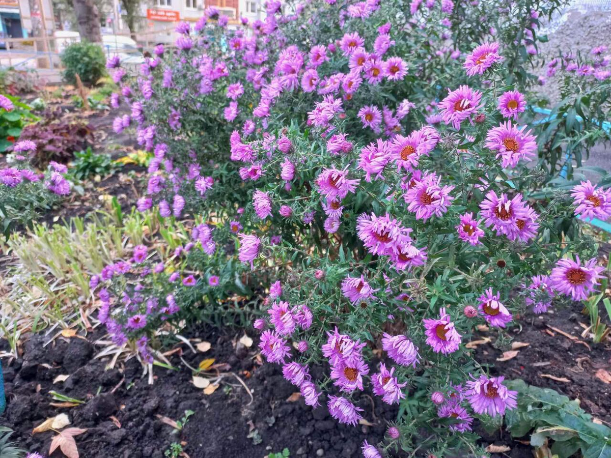 Фото автора.