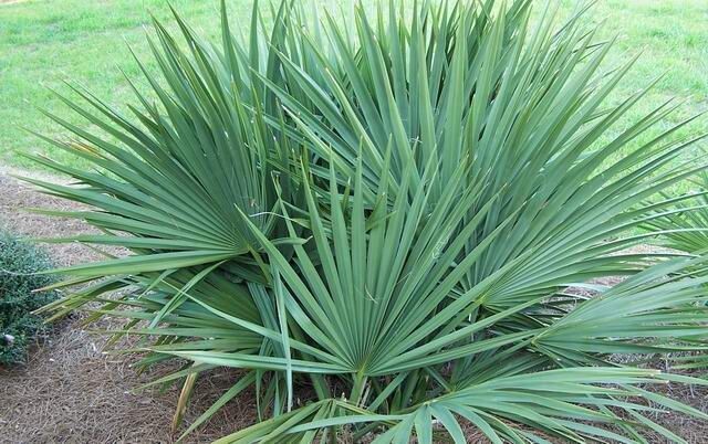 Сабаль малый