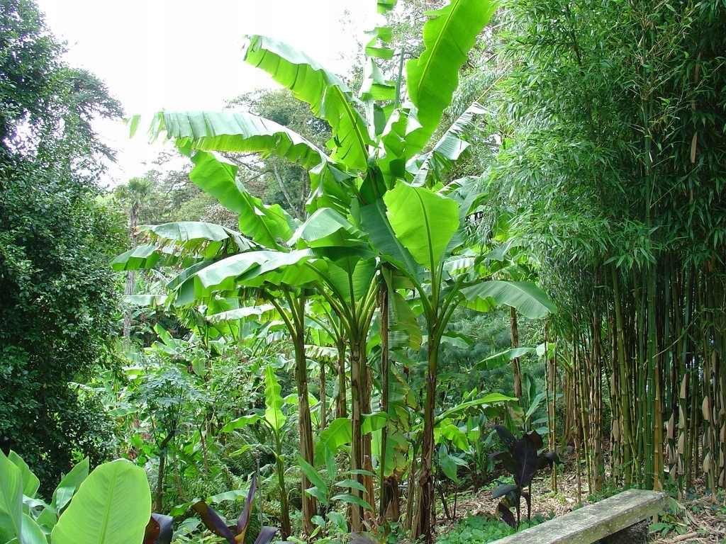 Банан рядом с бамбуком