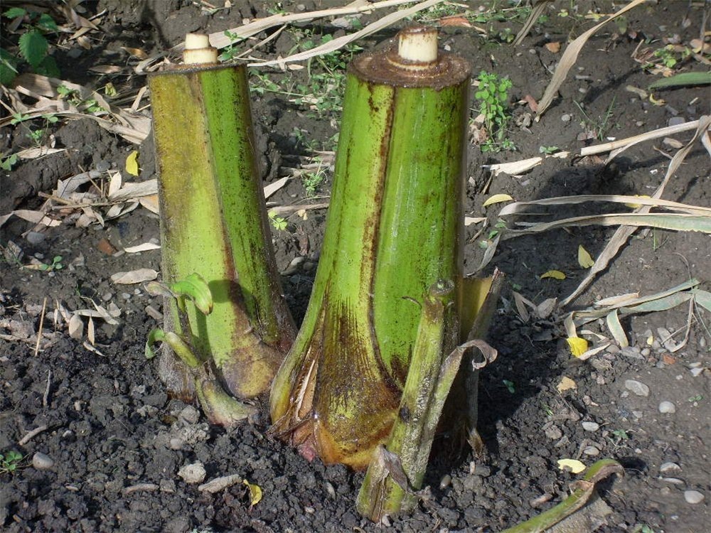 На зиму можно обрезать вот таким образом, и рпикрывать агроволокном