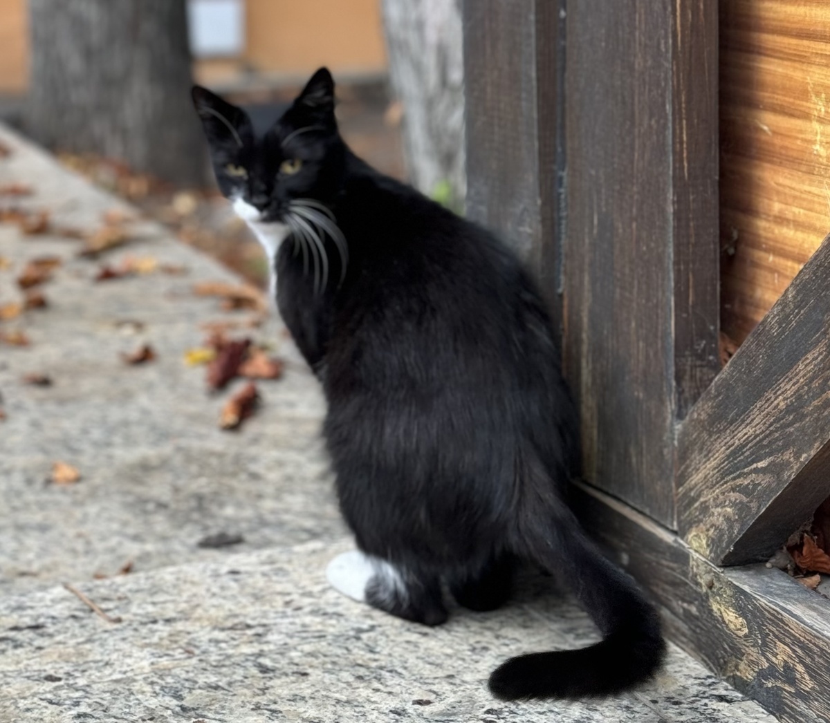 фото Сад в стиле Paradise @