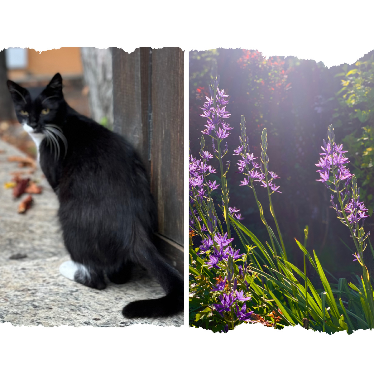 Коллаж из фото Сад в стиле Paradise @