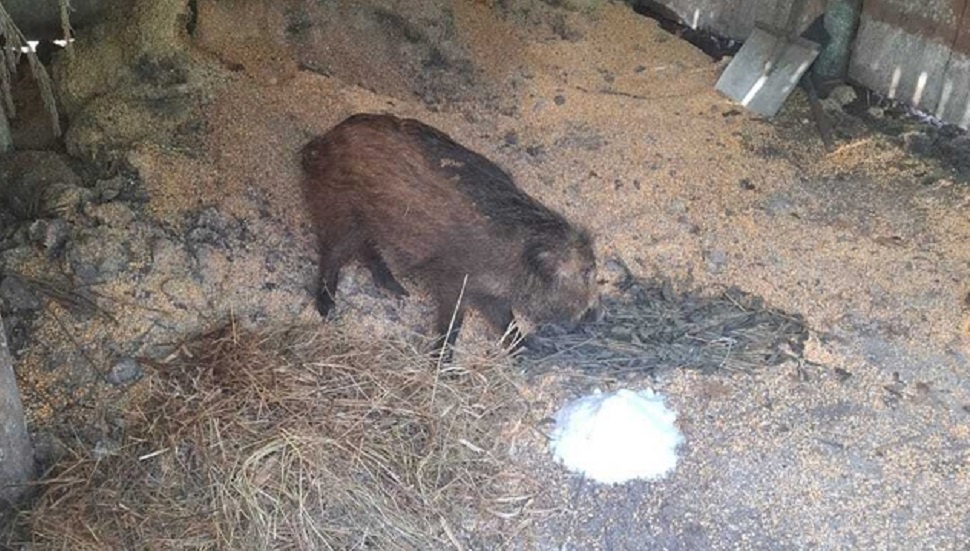 Фото управления ветеринарии Липецкой области