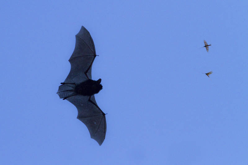    IMAGO/A. Hartl/imago-images.de/Global Look Press