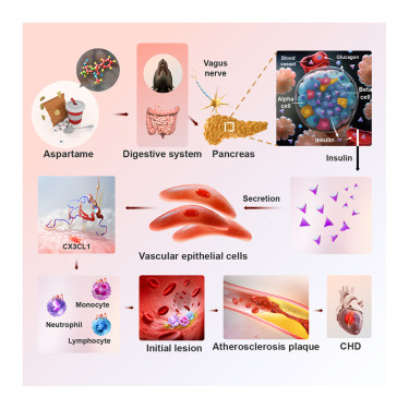 Специфическая делеция рецептора CX3CL1, гена Cx3cr1 , в моноцитах/макрофагах полностью отменила атеросклероз, усугубленный APM.