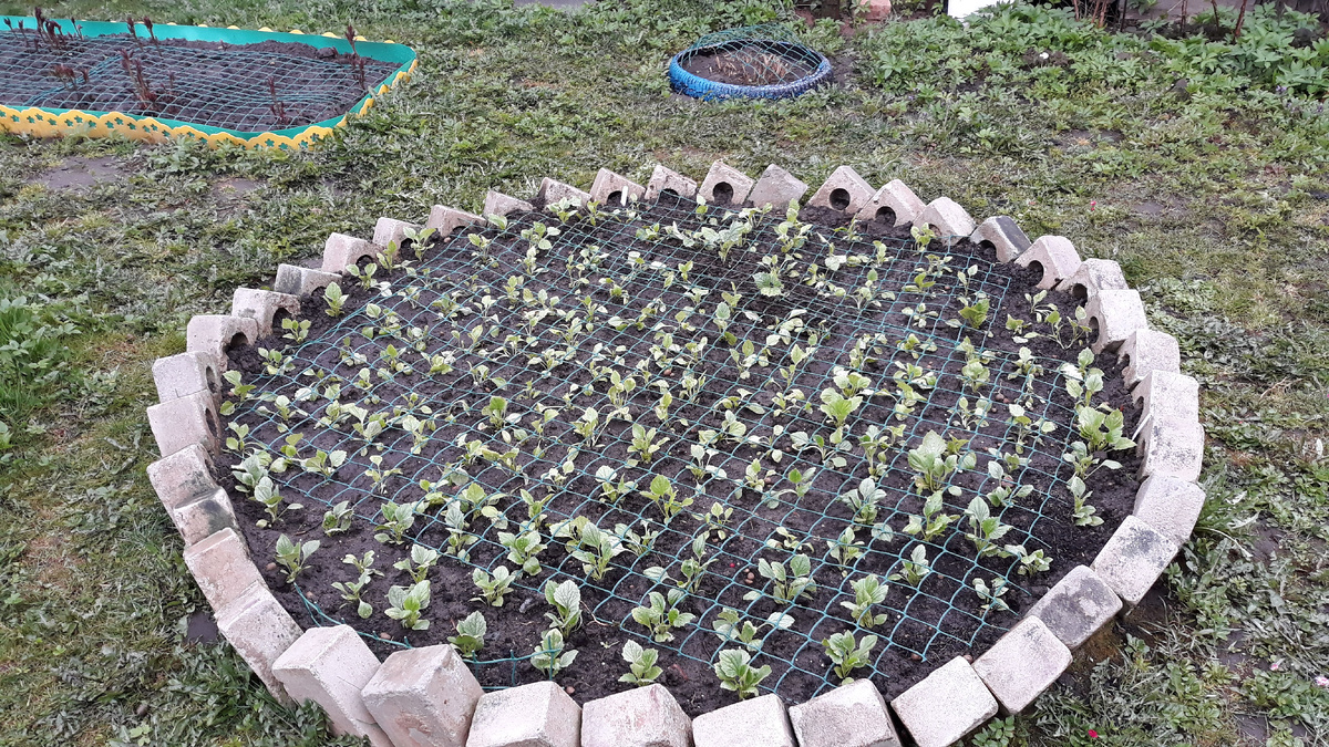 фото из личного архива. Посадка астры на сетку.