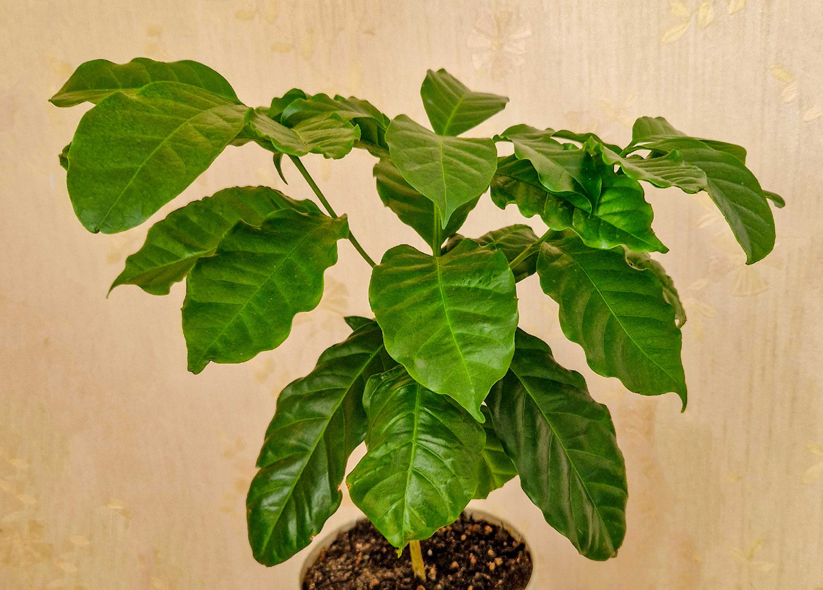 Кофейное деревце. фото автора.