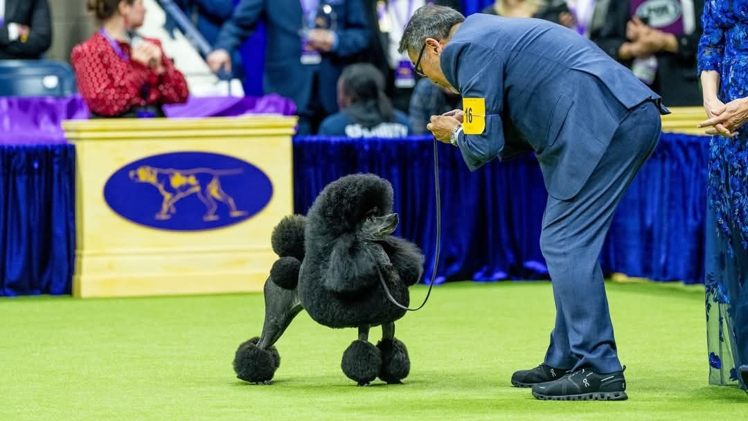 Победитель Westminster  show 2024 пудель Sage's. Источник "Life in the ring"