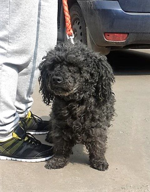 Это тоже пудель, но без груминга. Фото из открытых источников