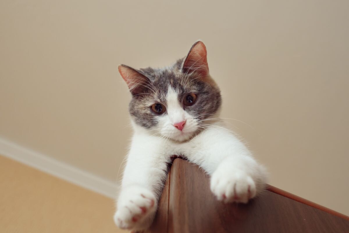 Котик залез на шкаф 