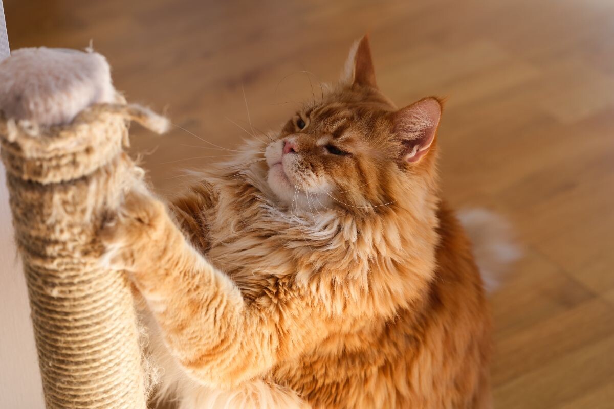 Мейн-кун точит когти 