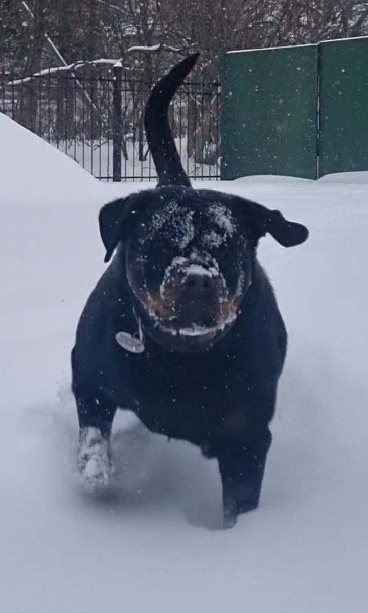 Может улыбаться, но не всегда 🤣