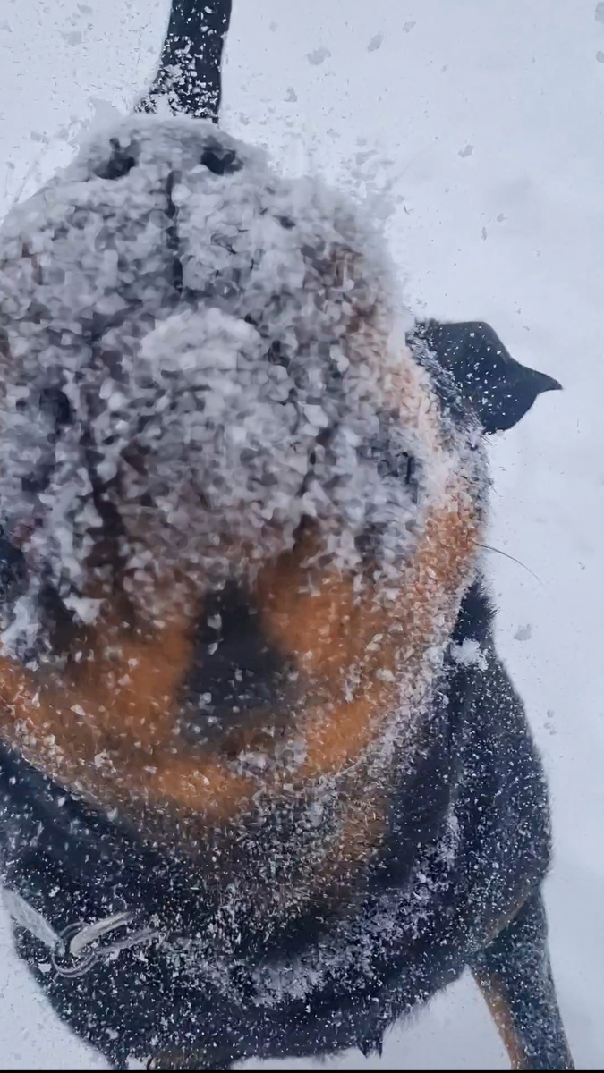 Говорят в Гималаях живёт снежный человек, а в Ставрополе живёт снежный ротвейлер! 😉