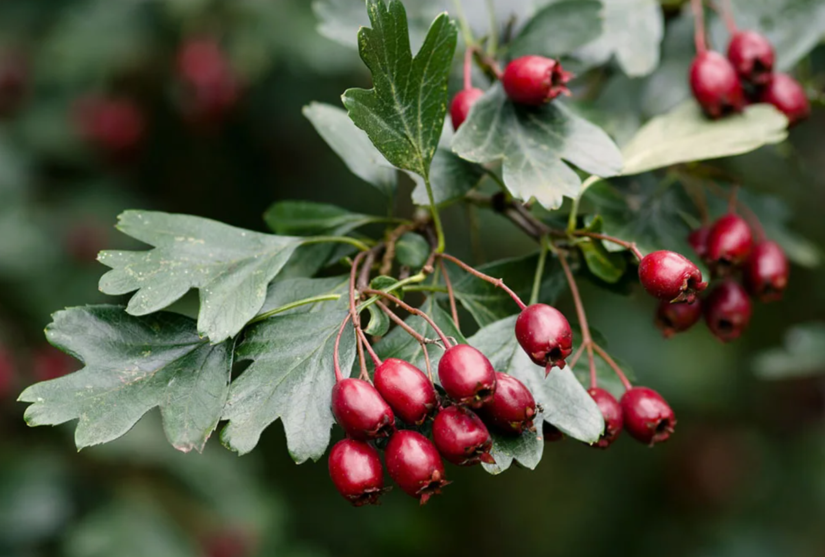 Источник фото: nowfoods-shop.ru