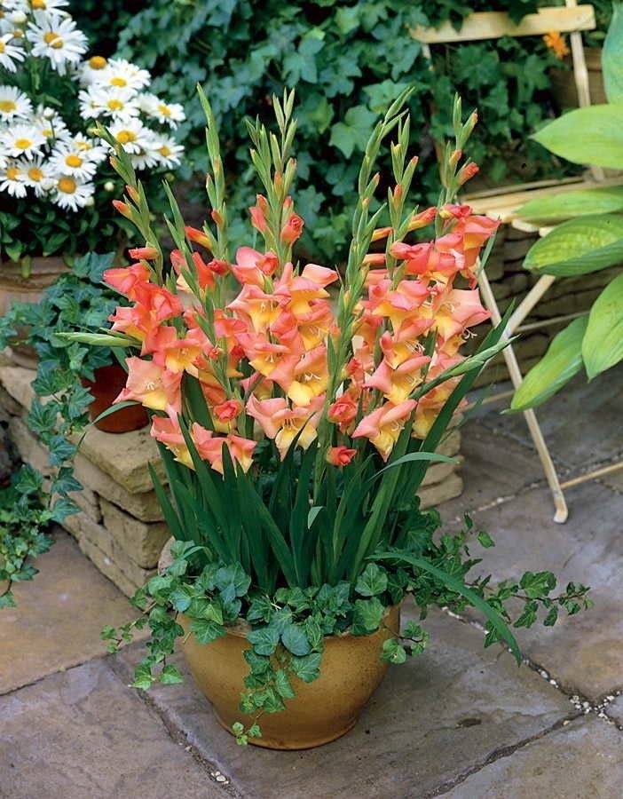 Гладиолусы в горшке. Источник фото Pinterest
