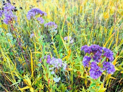 Летние травы. Фото автора.