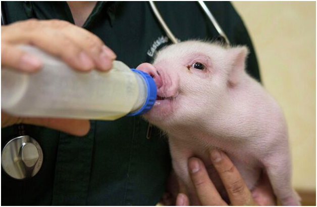 молочные продукты для поросят капилакт