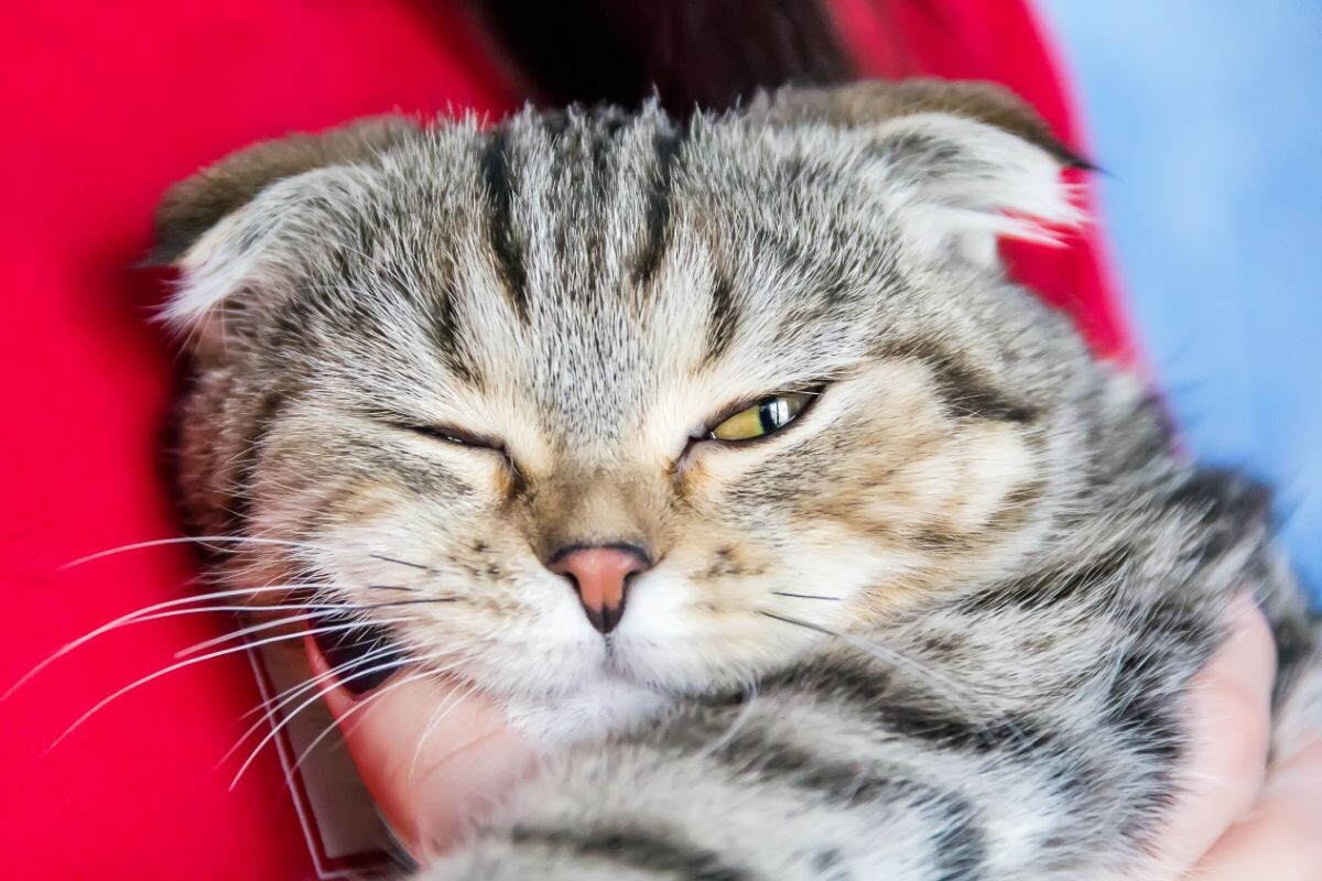 Кошка прищуривается