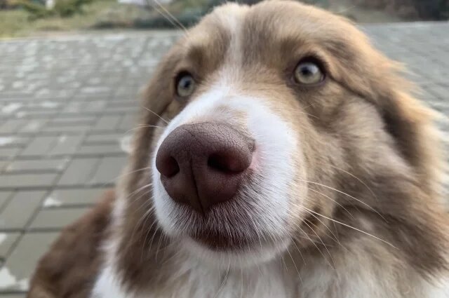    Происходили ли отравления собак в тульском парке?