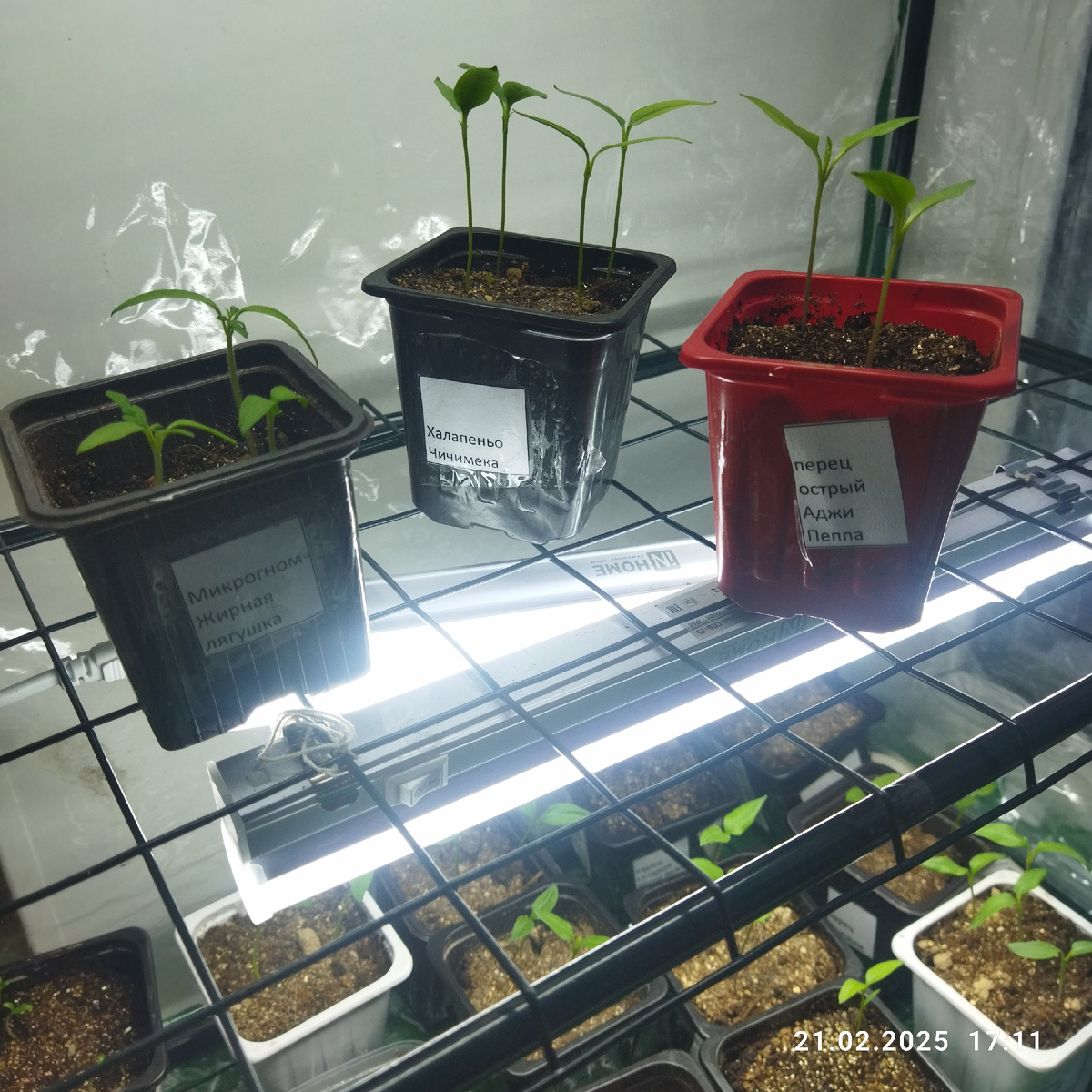 Слева самый крайний