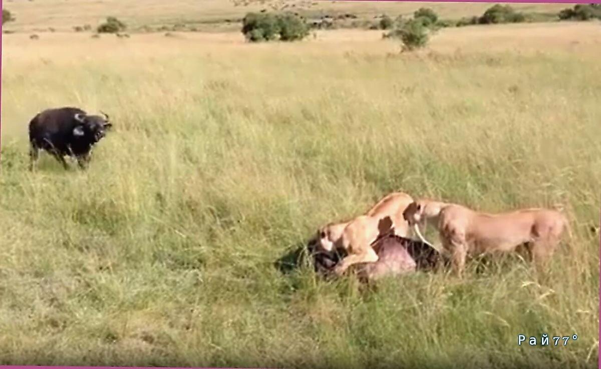   Фото - скриншот с видео, снятого на месте происшествия