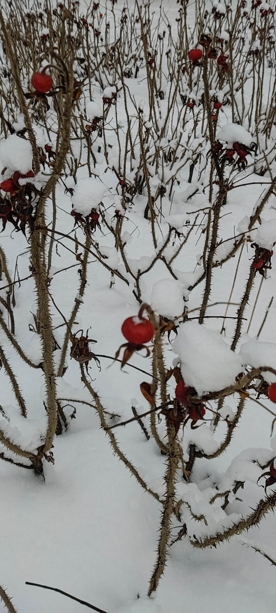 Шиповник вдоль дорожек. 