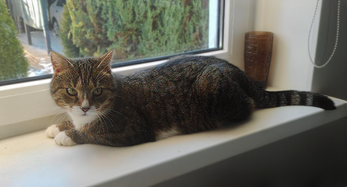 Изначально Кисаня просто наблюдала