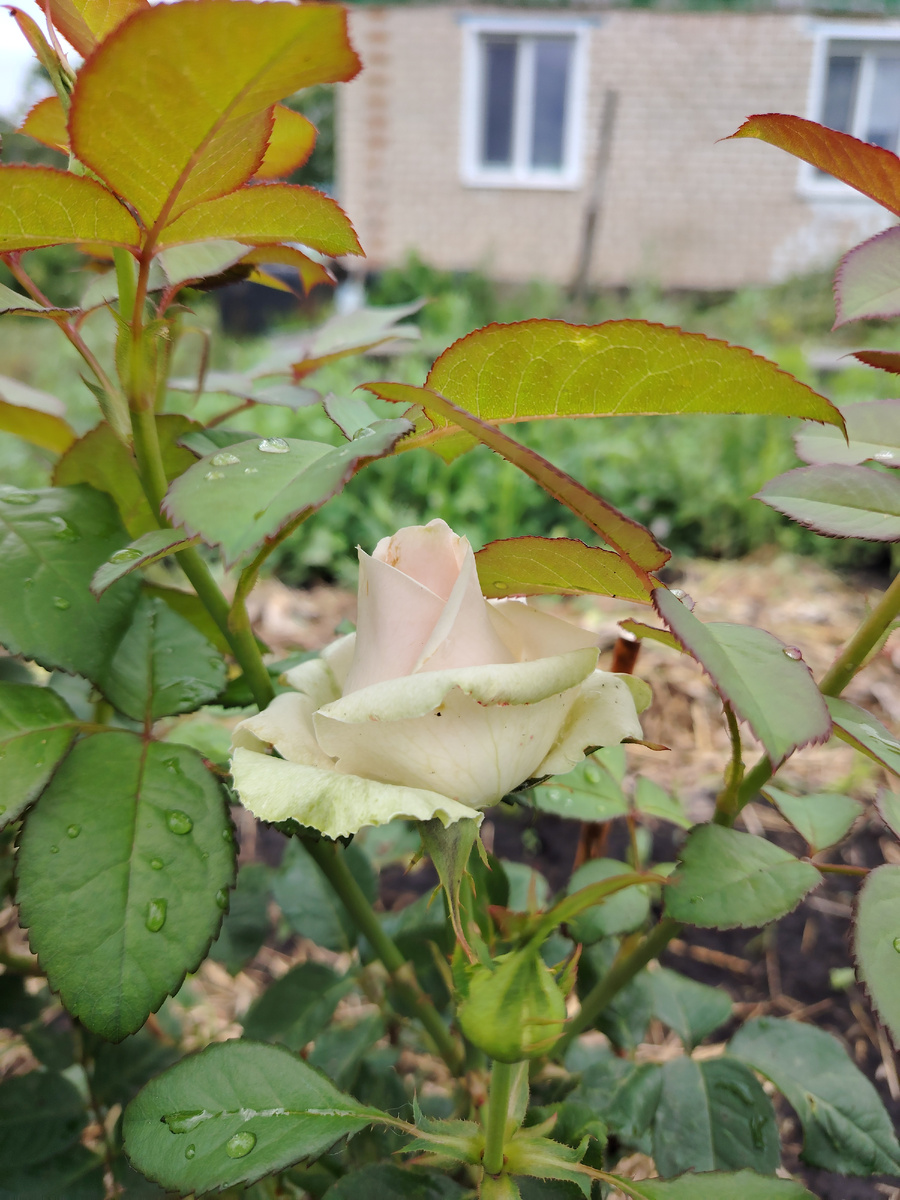 До сих пор не запомнила, как называются сорта, которые посадила... 