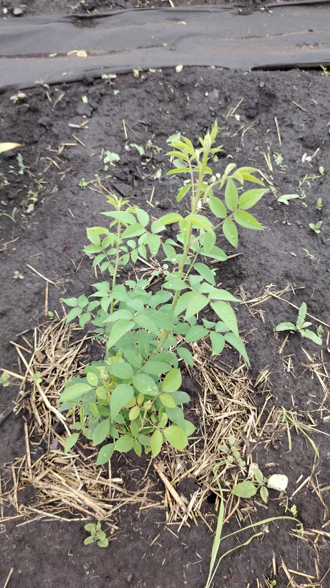 Шиповник вместо розы