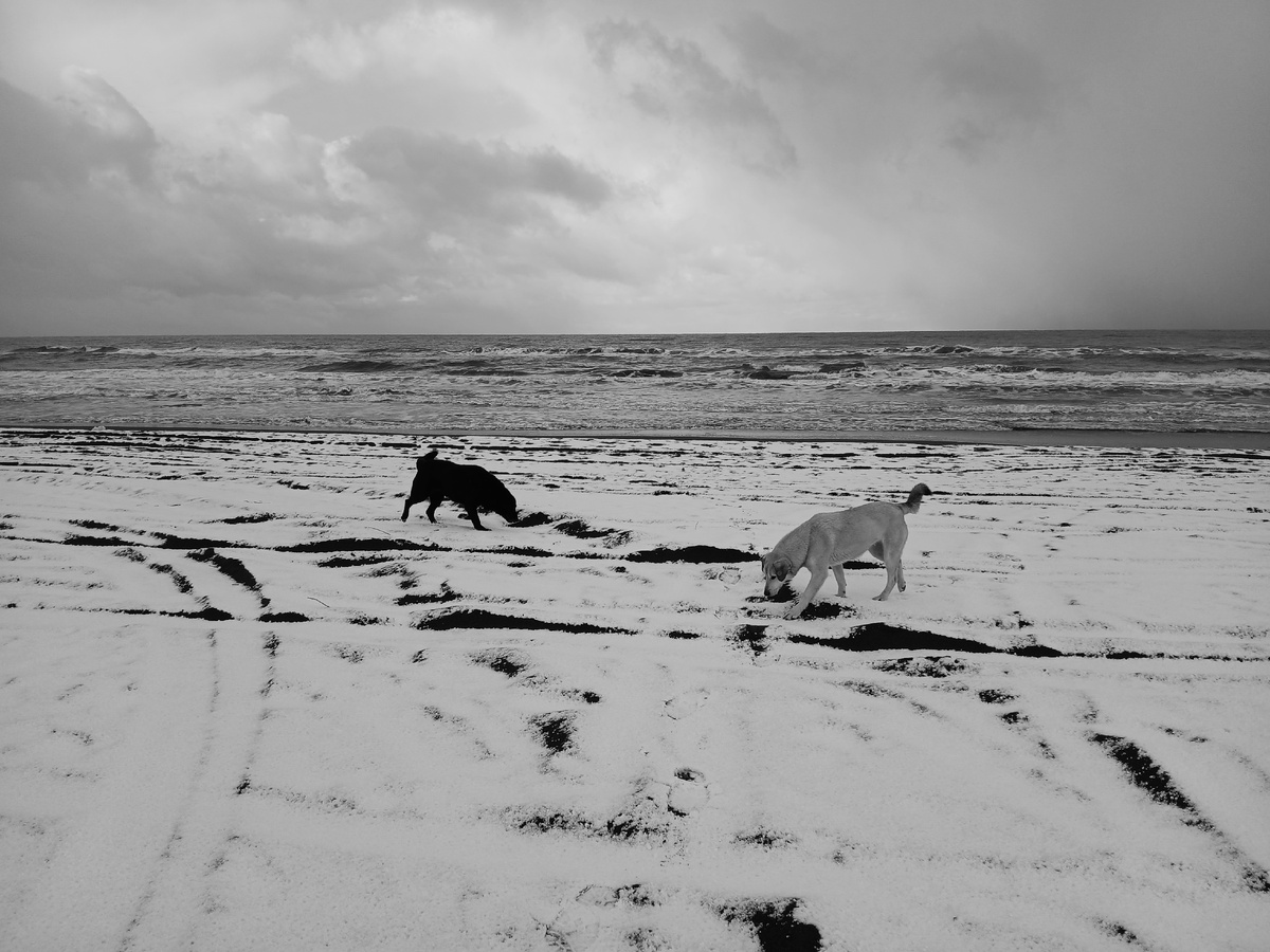 Море. Снег. Собаки. Грузия