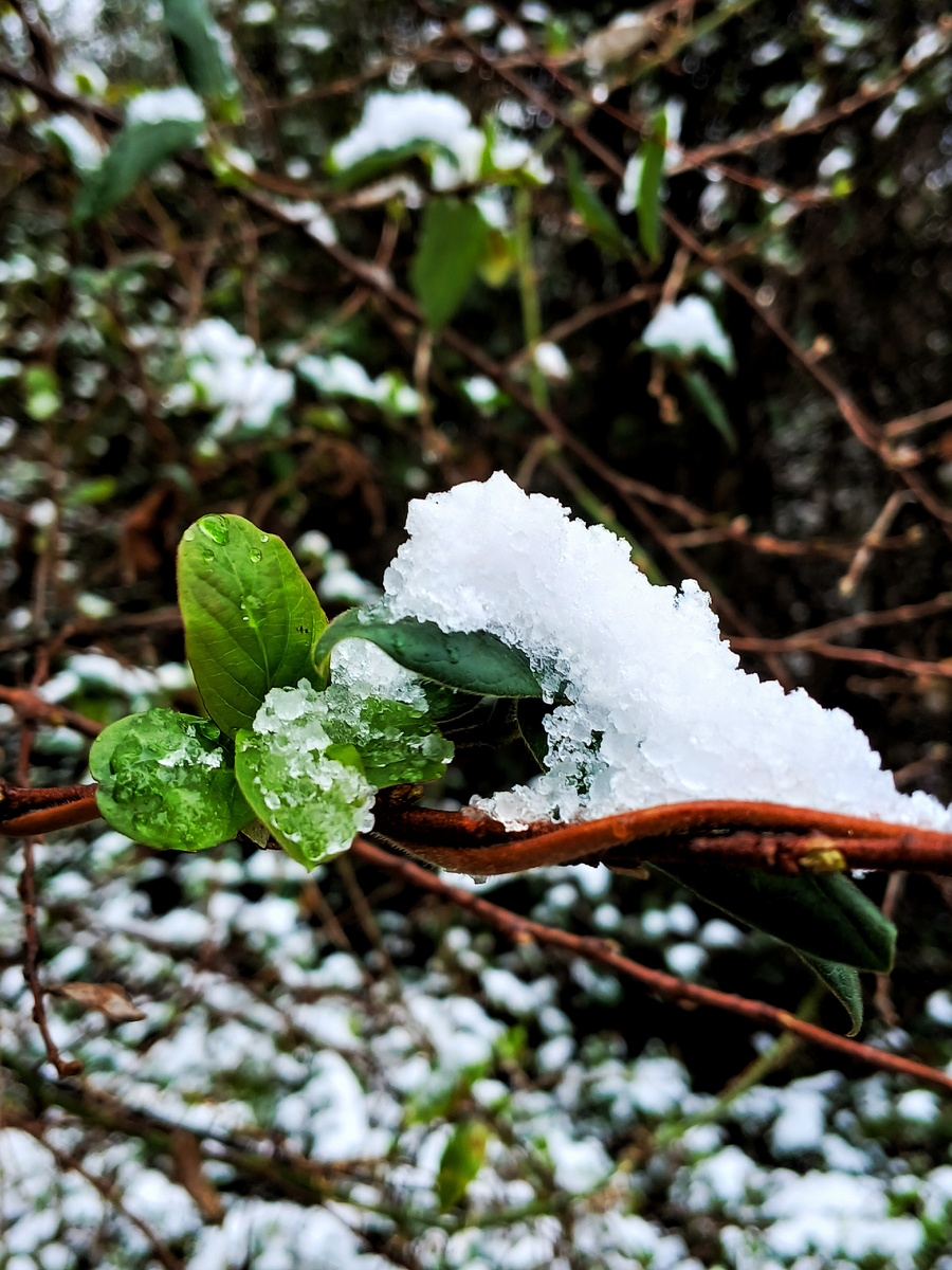 Снежок и зелень вместе. Грузия 
