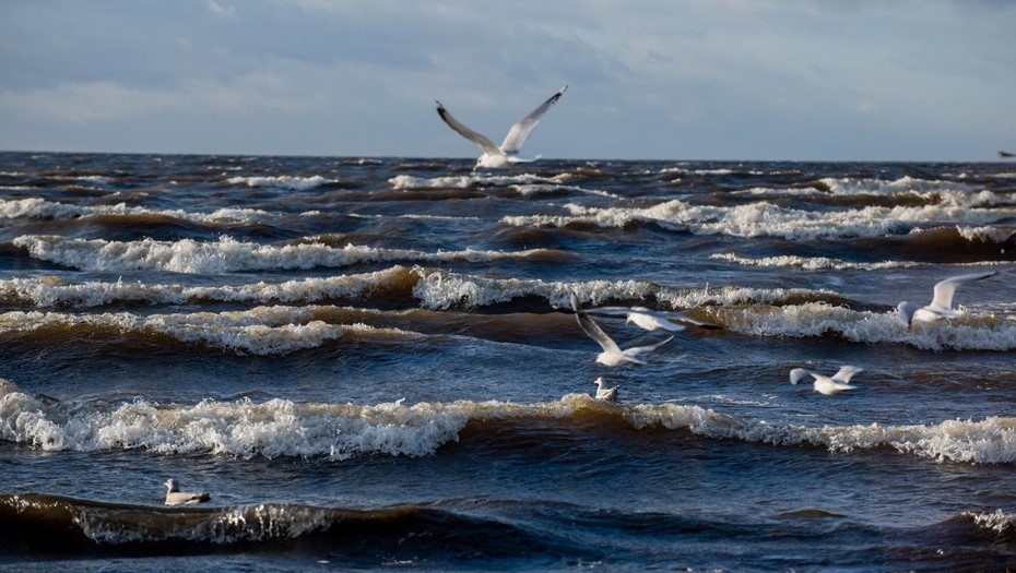    Шторм в Балтийском море. Автор фото: Ермохин Сергей/"ДП"