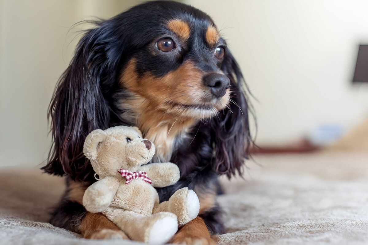 Ложная щенность 