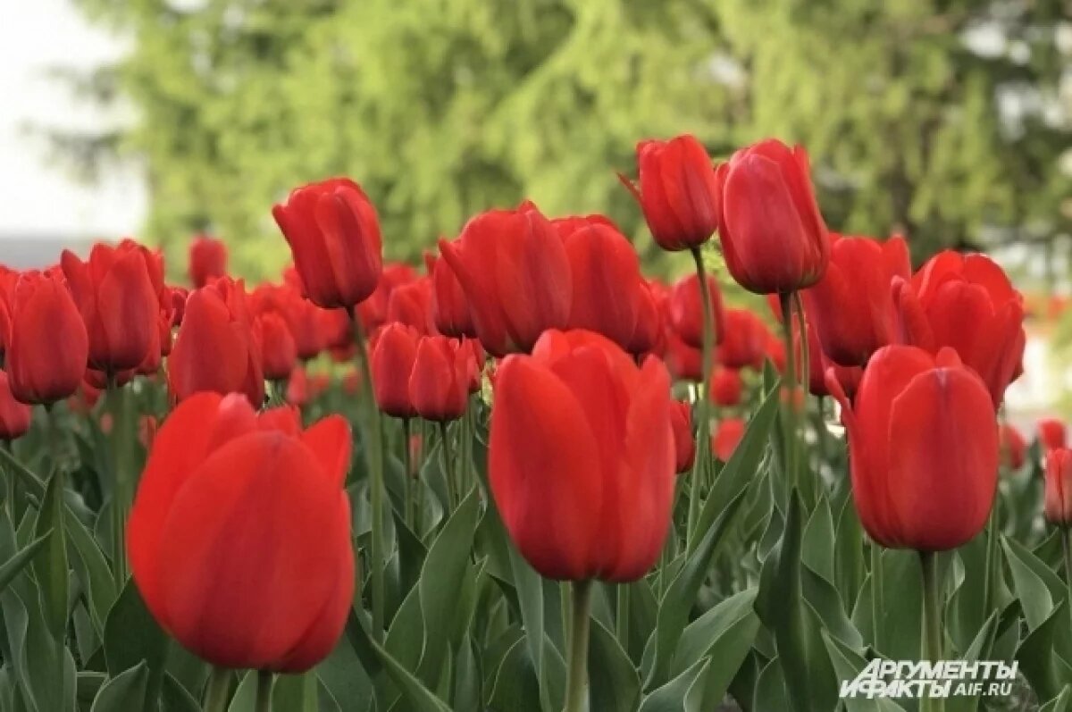    В Рязанском районе выращивают 25 сортов голландских тюльпанов