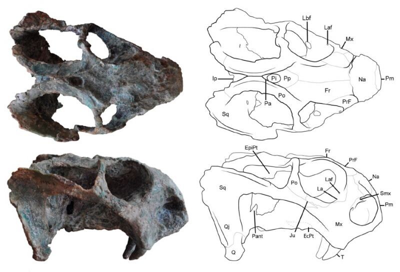 Череп репелинозавра.