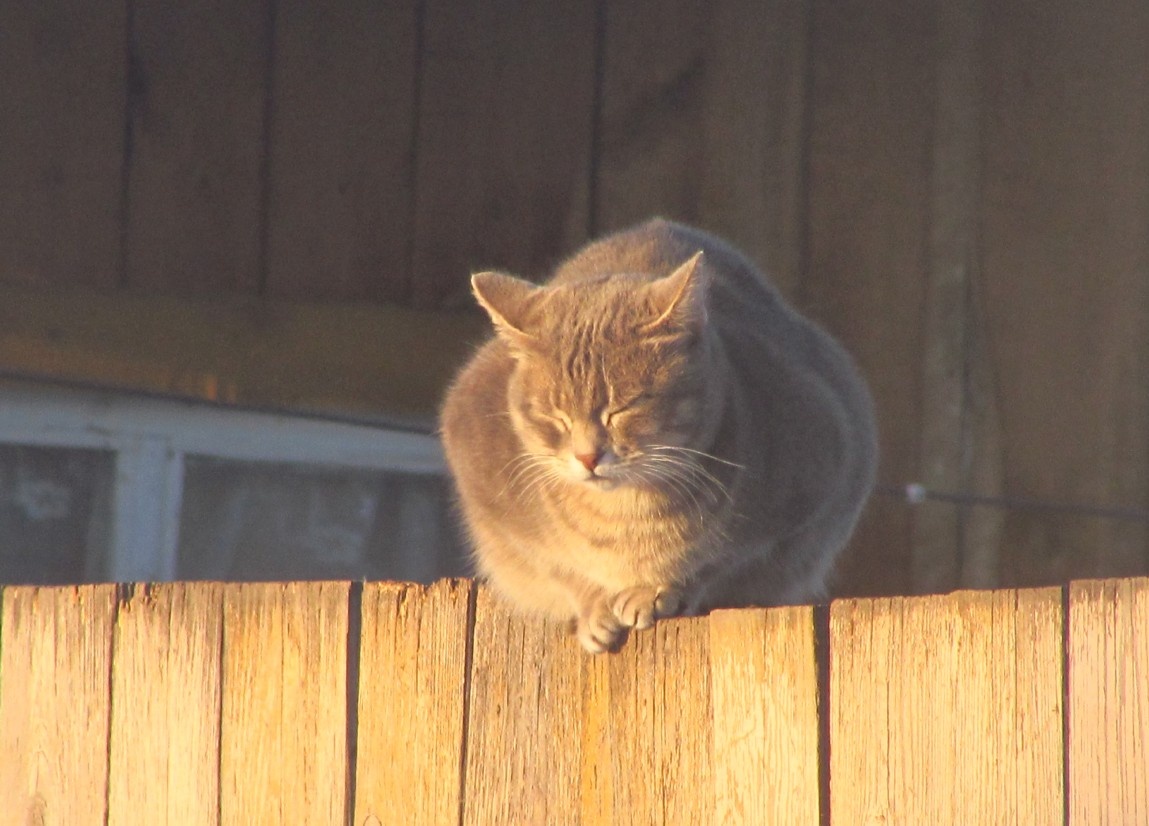 на фотографии совершенно случайная кошка. Возможно, Маруся