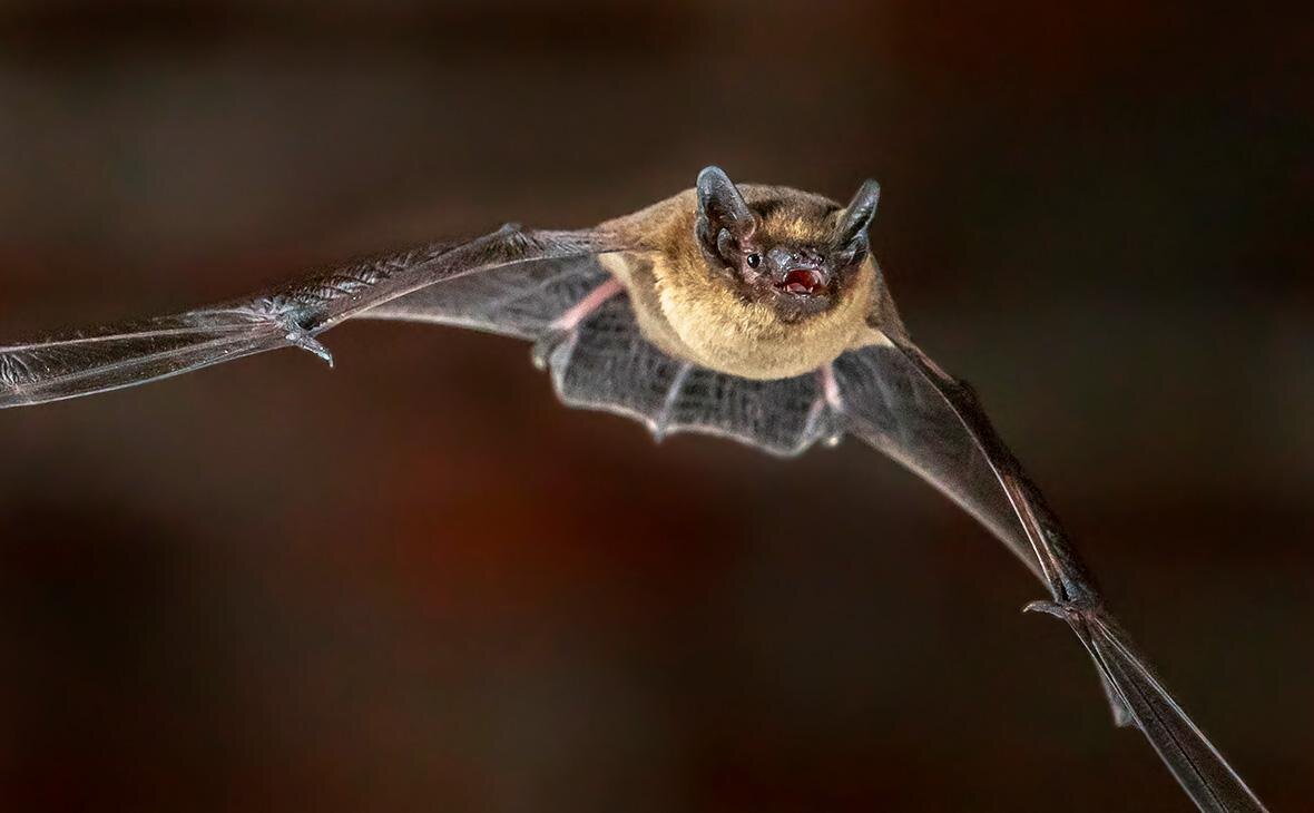    Нетопырь Фото: Rudmer Zwerver / Shutterstock Георгий