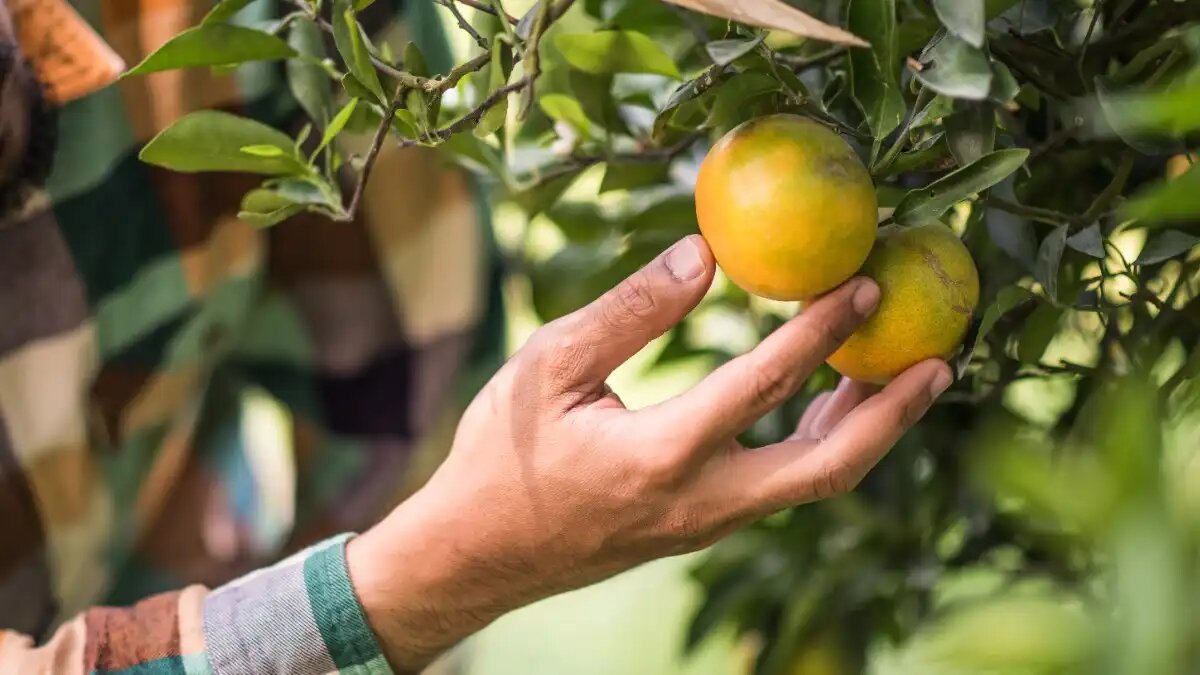 Фото:jcomp/ Freepik
На Кубани планируют создать агробиотехнопарк «Субтропики России»