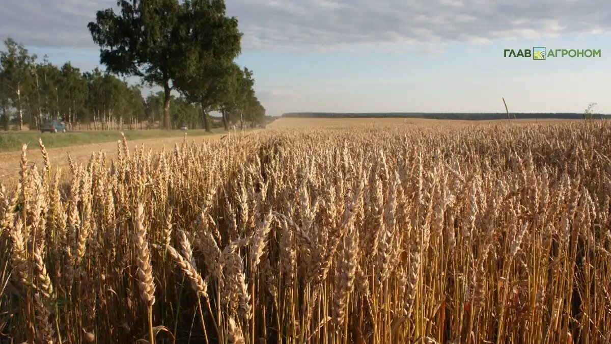 Фото:© Владимир Исаенко / Glavagronom.ru
Ученые сравнили механизмы засухоустойчивости экотипов российской пшеницы