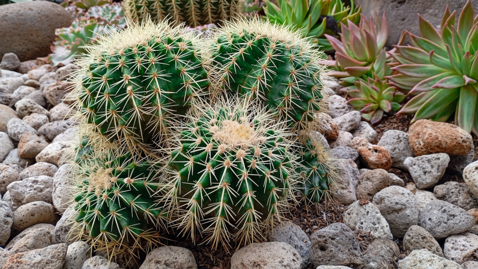 Эхинокактус Грусона. Фото: shutterstock.com