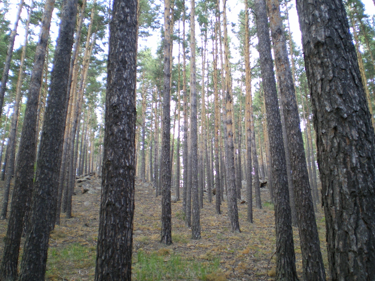 Бурабай. Сосновый бор