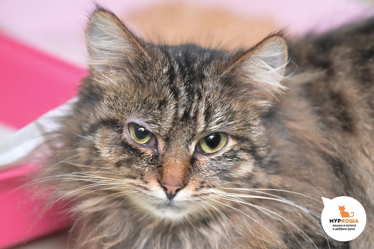 Ряженку нашли на улице.