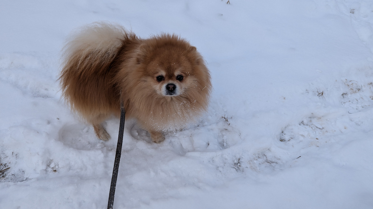 Симба и снег