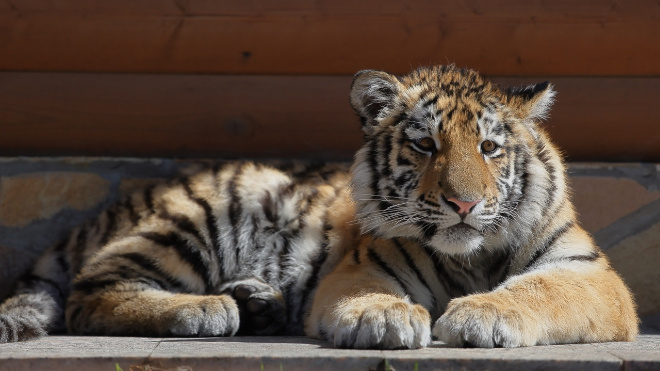 Фото: Ленинградский зоопарк