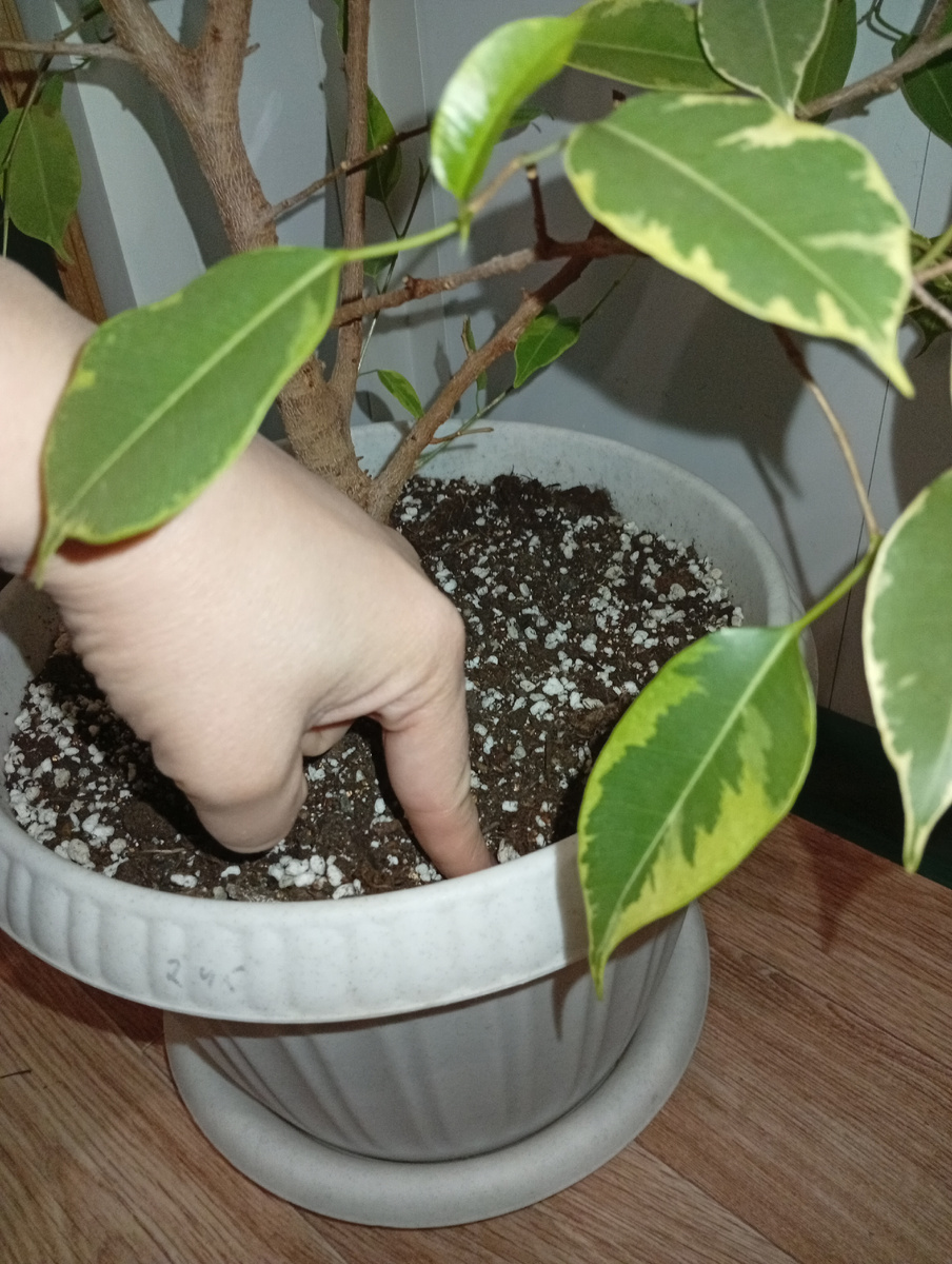 Я по старинке, на ощупь. Можно себе в помощники приобрести индикатор влажности.