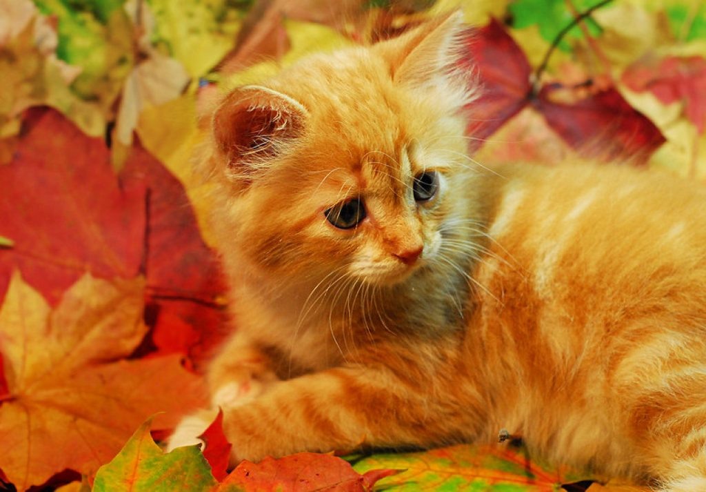 фото из открытого источника